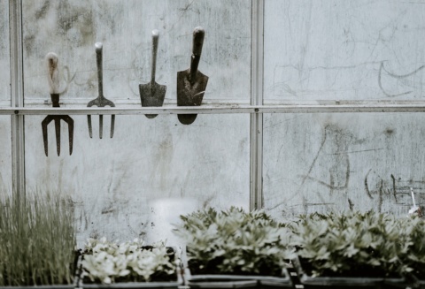 Inside a greenhouse looking out. Plants are displayed on shelves and tools