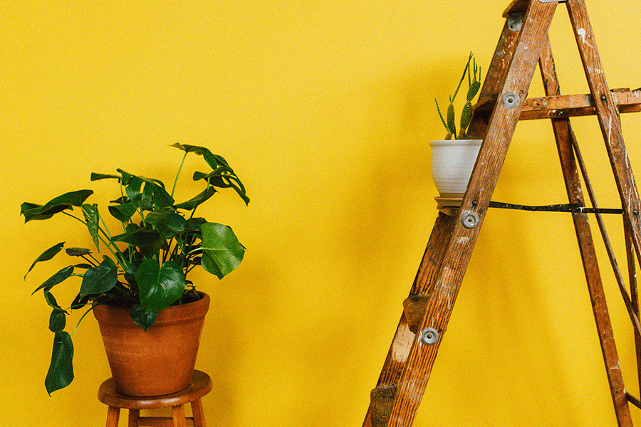 Yellow wall with step ladder and potted plant