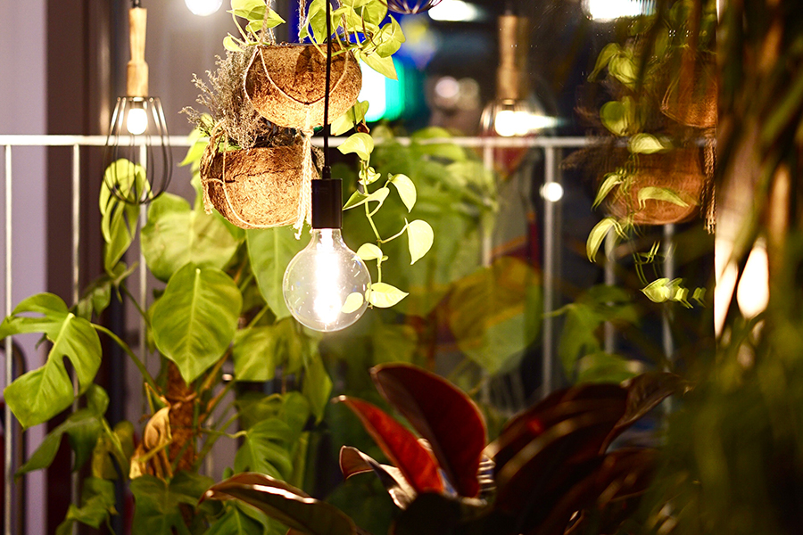 Plants and hanging light bulbs