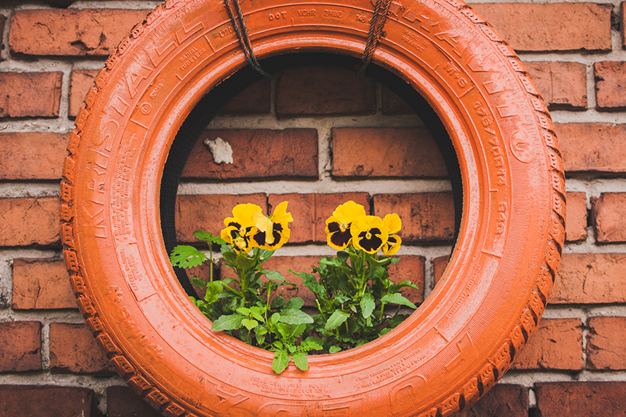 Old car tire used as planter