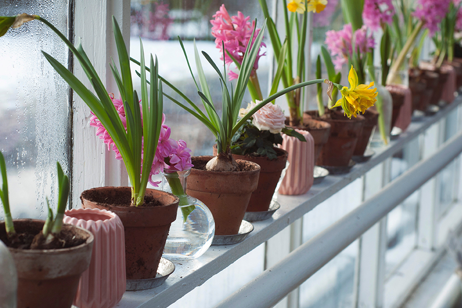 Shelf of potted plants inside a greenhouse