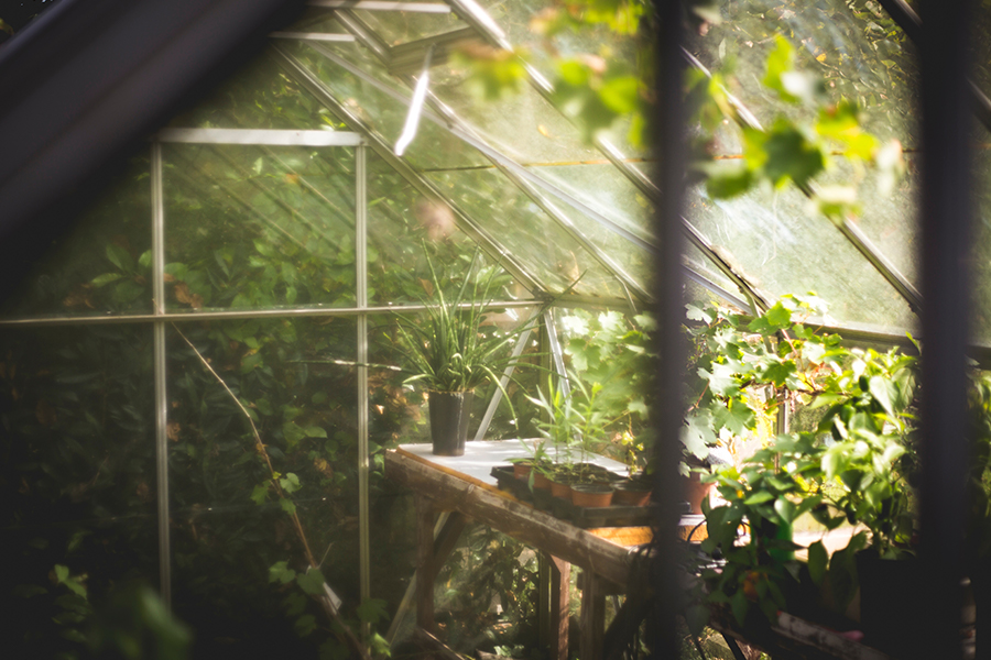 View through greenhouse window