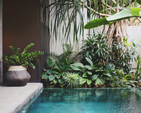 Pool and botenical plants spa garden