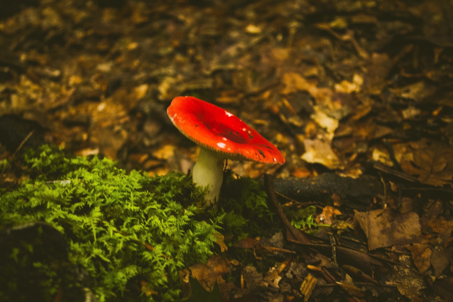 Fairytale toadstool in forest