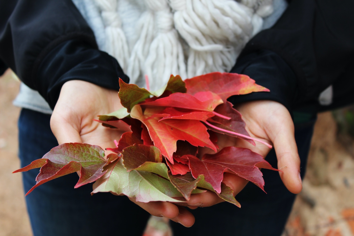 Close up on hands holding different coloured autumn leaves