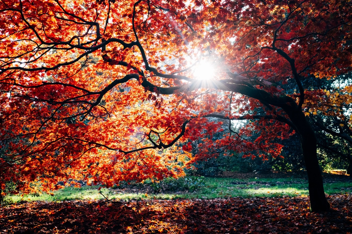 Sunshine peeking through boughs of tree covered in orange autumn leaves
