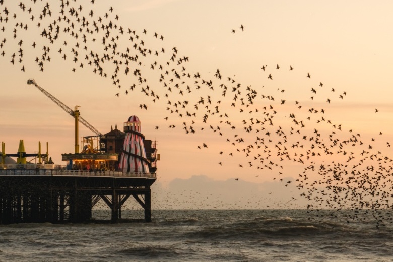 A murmuration of starlings over sea shore with end of pier in view