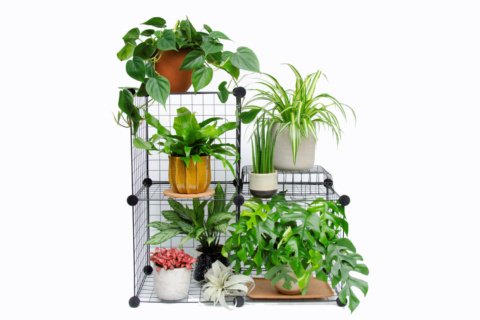Collection of houseplants on wire shelving