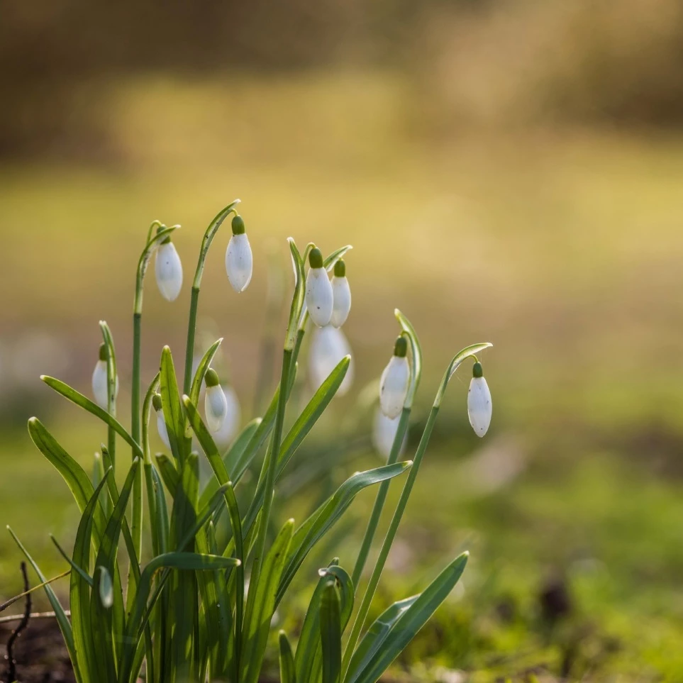 Snow drop flowers