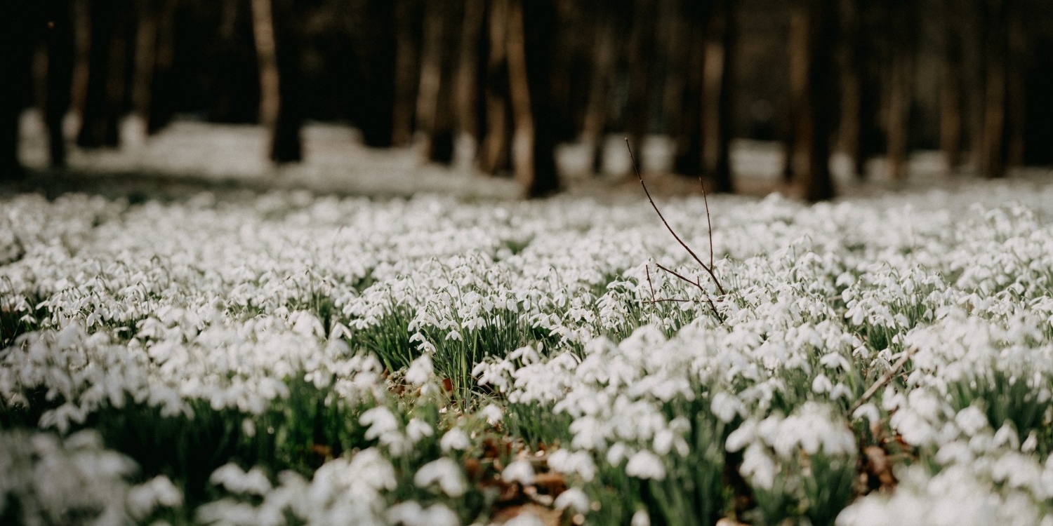 Winter Walks: Snowdrop Walks Near You by Garden Escape