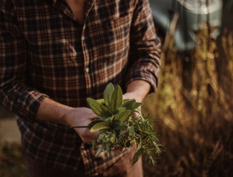 A person in a checked button down shirt holds a cluster of herbs in their hands. Grass is in the background and the light is hazy, like sunset. Be inspired to grow your own in a victory garden at home.