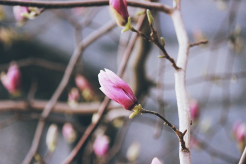 Close up on magnolia flower in bloom on tree