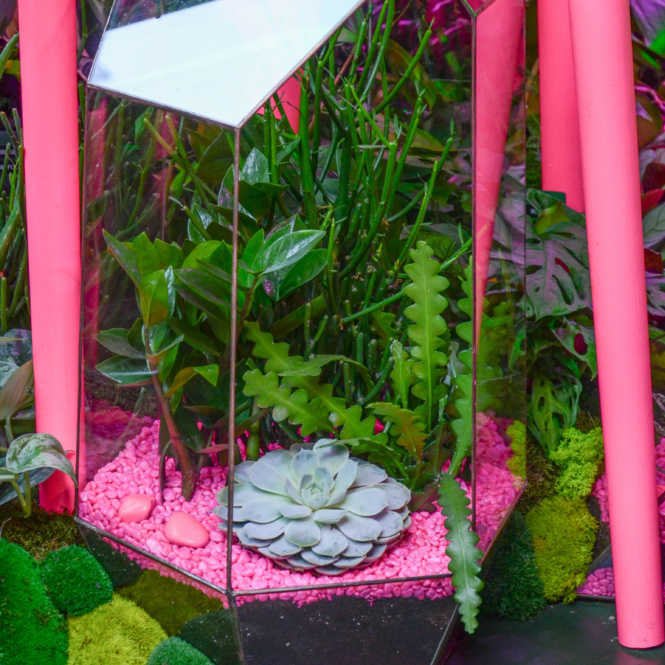 Succulents sit on top of neon pink fish tank gravel in a terrarium