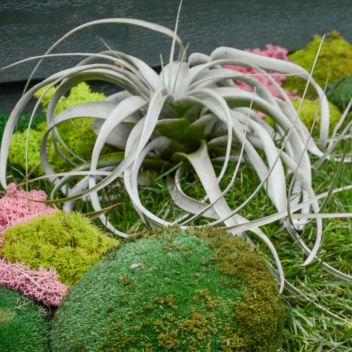 Air plant with silvery grey curling leaves