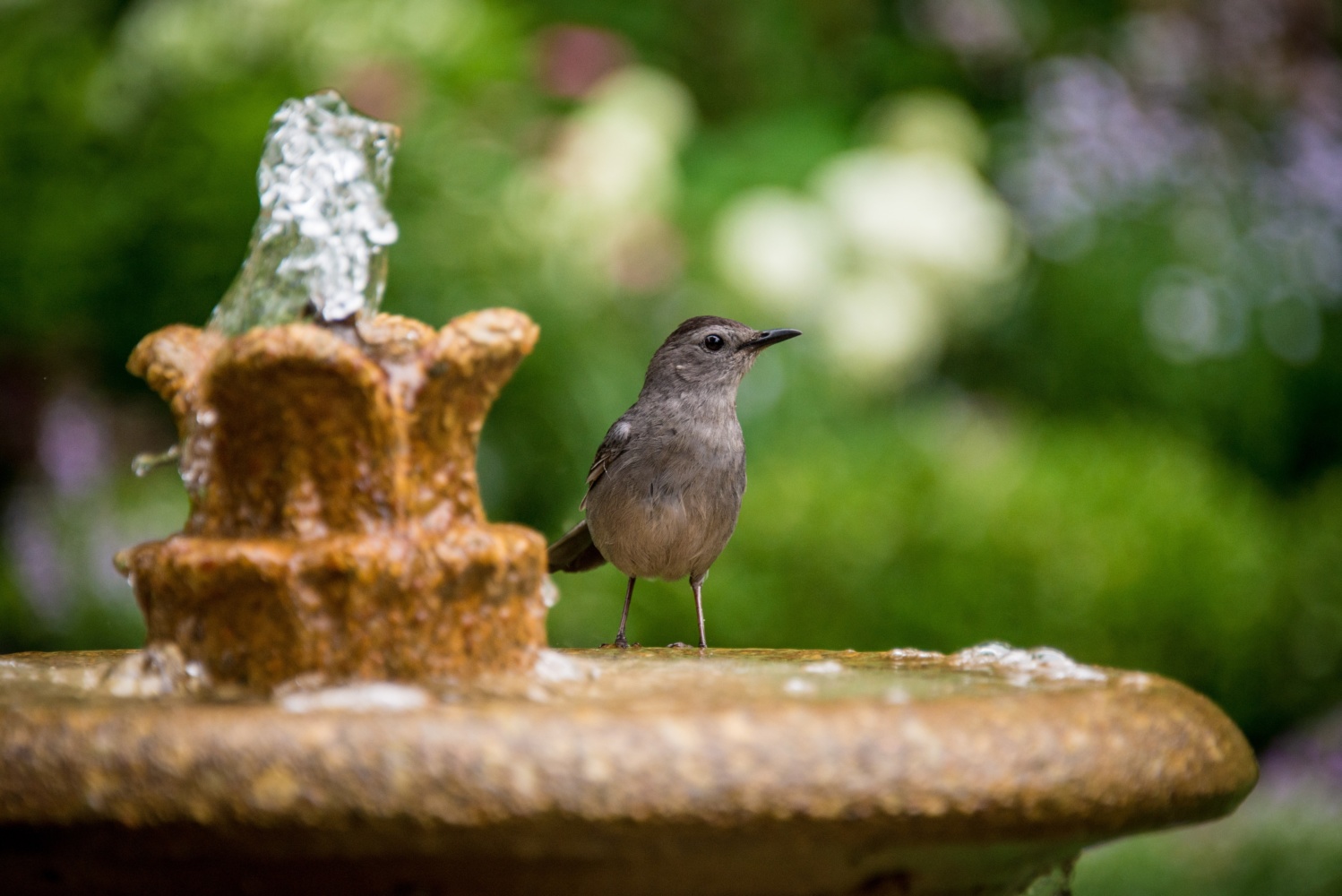Brown bird perched on edge of bird bath in garden