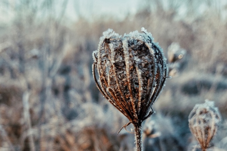 Dying seed head covered in ice crystals