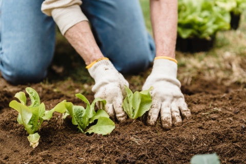 Gardener wearing gloves planting in soil