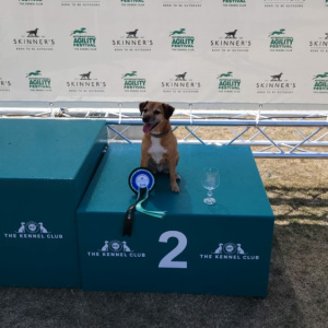 Martha Preece's competiting dog Max winning second place on a podium at the International Agility Festival