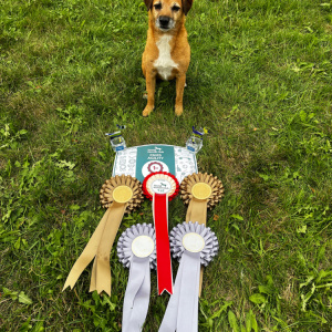 Maxwell with rosettes
