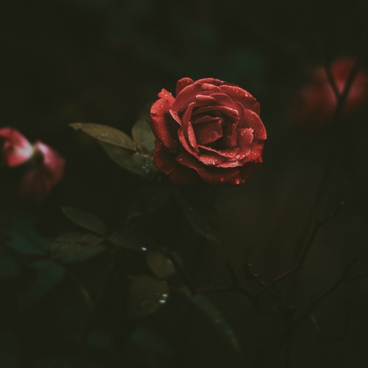 Rose in gothic garden