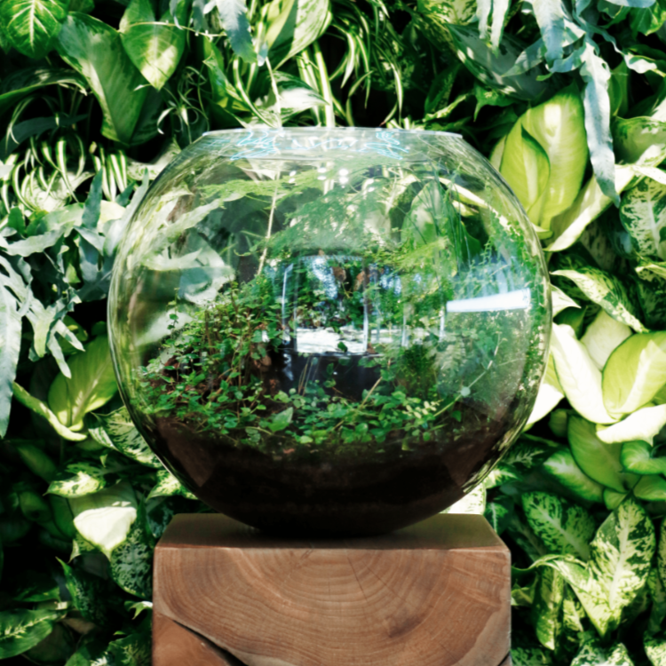Ben Newell terrarium from Chelsea Flower Show 2022 - The Plant Clinic