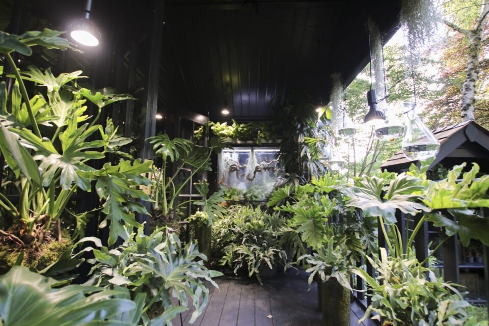 Internal view of The TerrariROOM Houseplant Studio at RHS Chelsea Flower Show