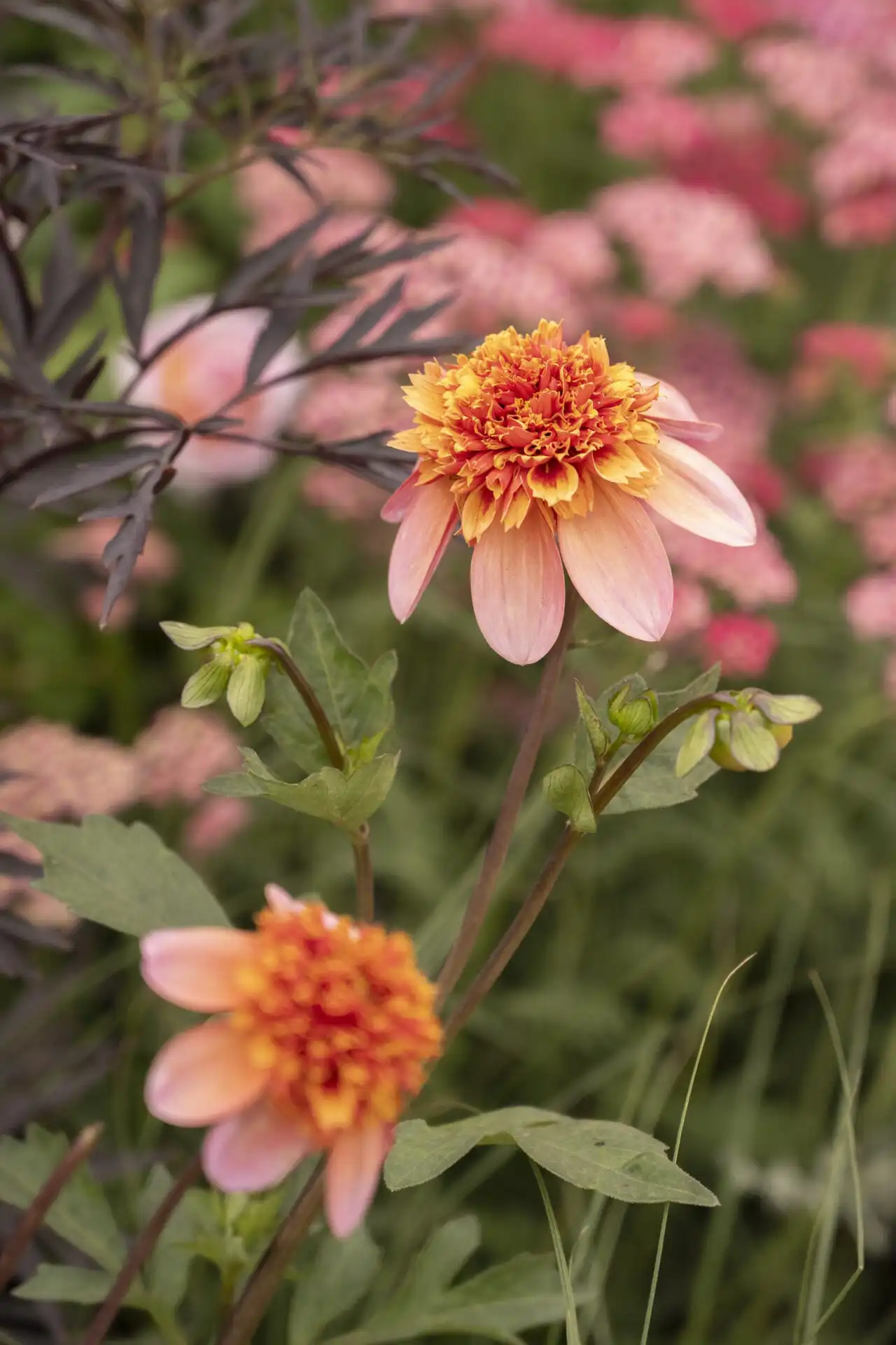 Planting in The Thomas Gainsborough Garden at RHS Sandringham