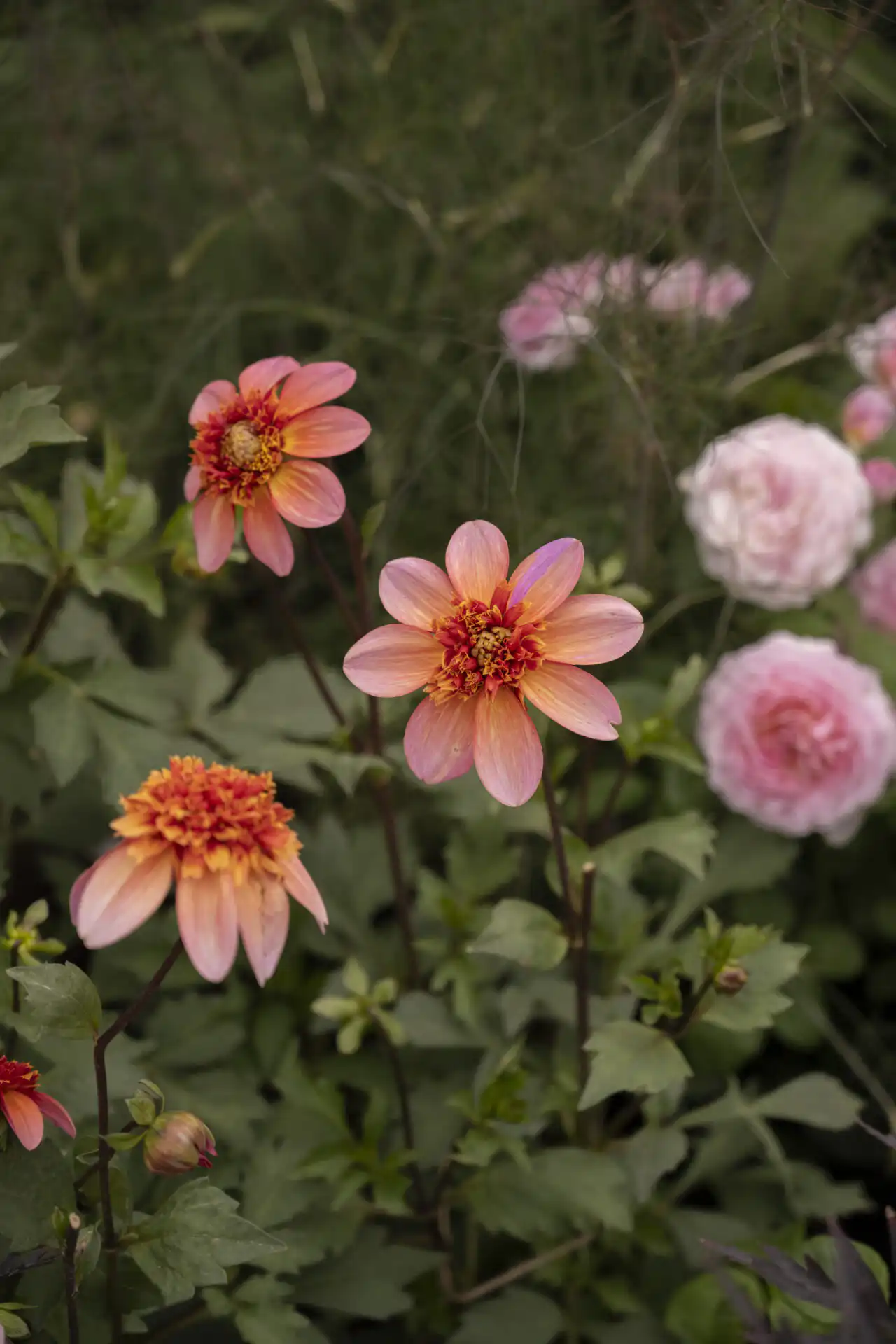 Planting in The Thomas Gainsborough Garden at RHS Sandringham