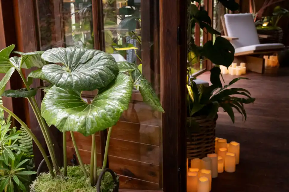 The Composer's Cabin at Chelsea Flower Show 2026 Houseplant Studios sponsored by Malvern Garden Buildings