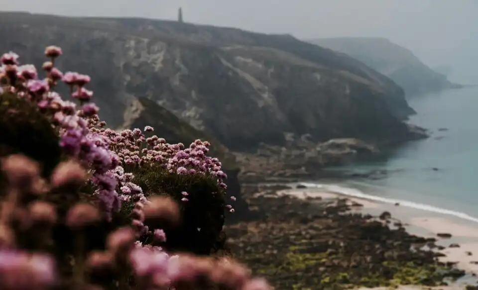 pink sea thrift along a coastal cliff edge