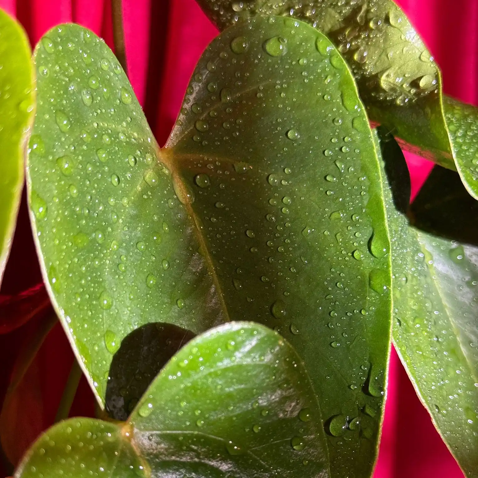 Leaves of indoor plant with water drops on surface