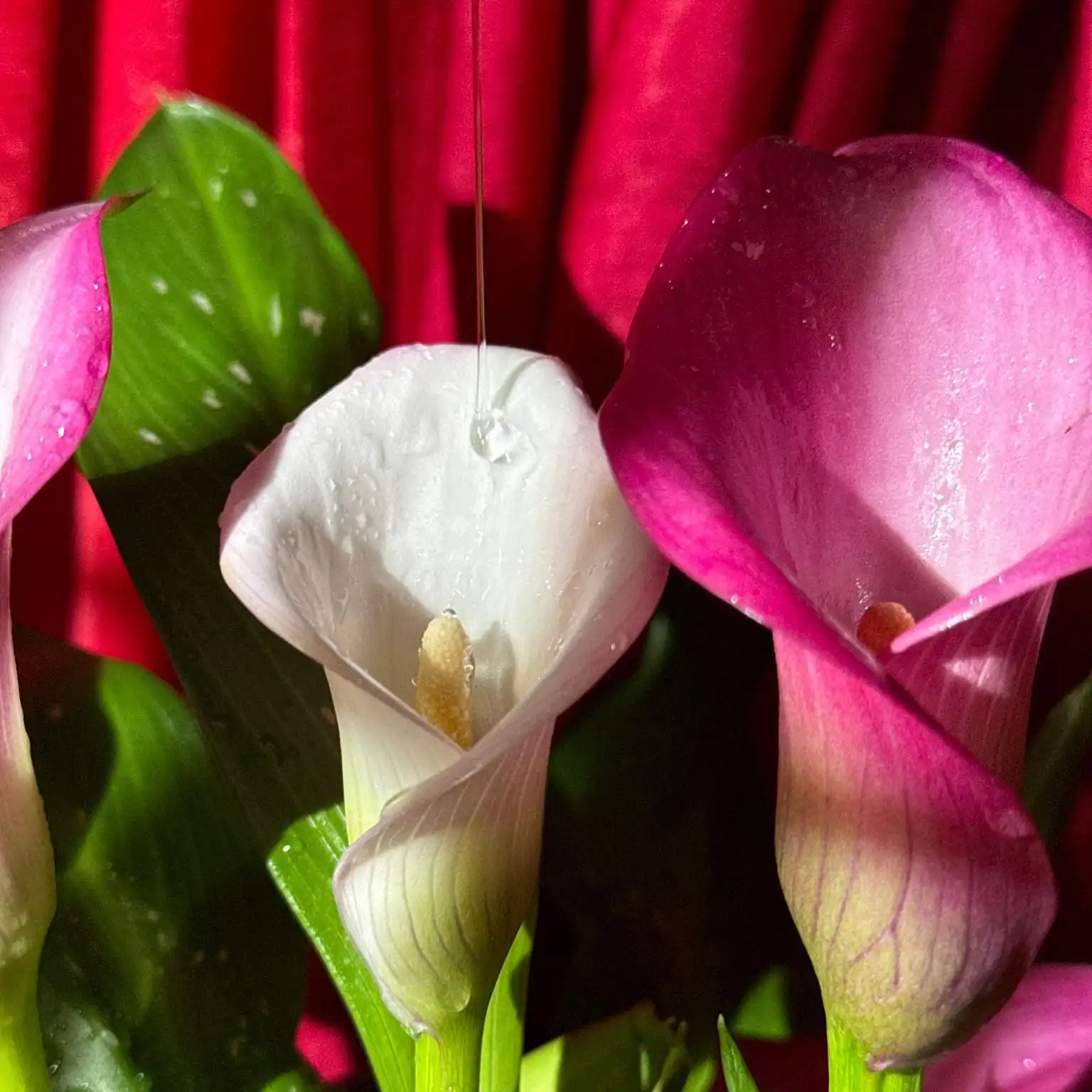 Leaves and petals of indoor plant with water drops on surface