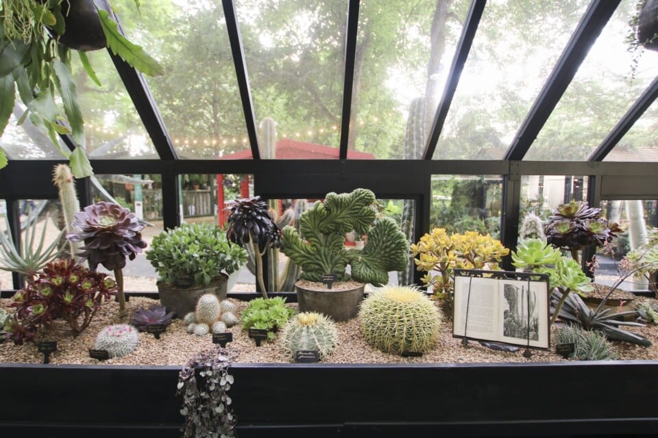plants inside The Victorian Arid House at chelsea flower show